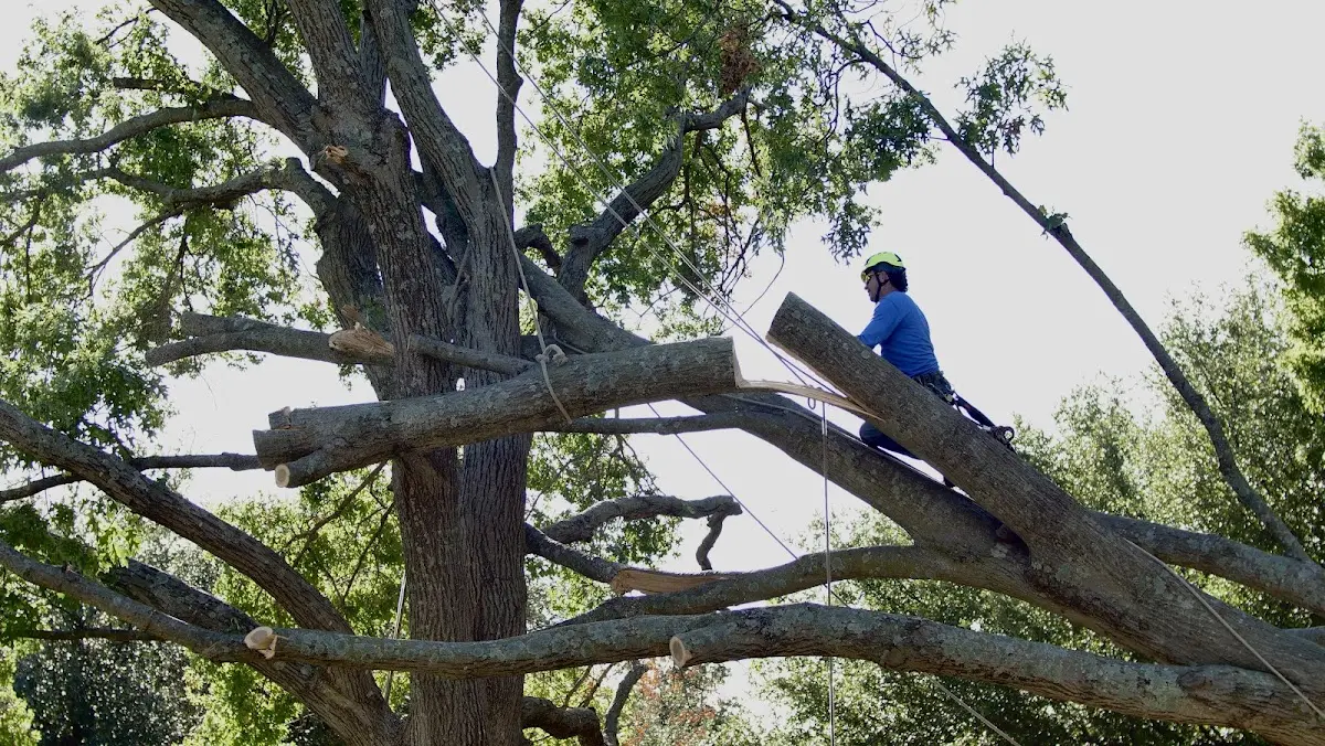 Professional Crown Thinning performed by certified arborists in Odonnell
