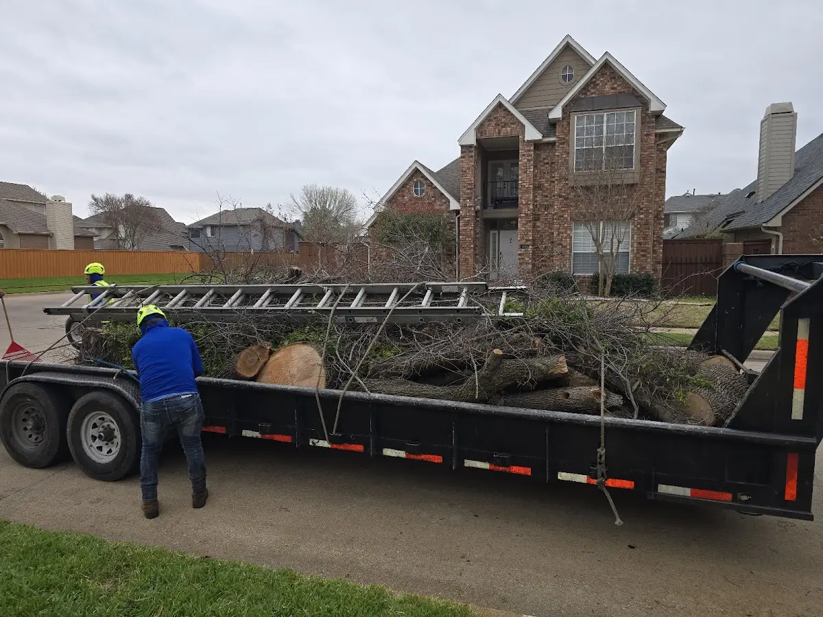 Expert Tree Removal with proper safety equipment in Odonnell